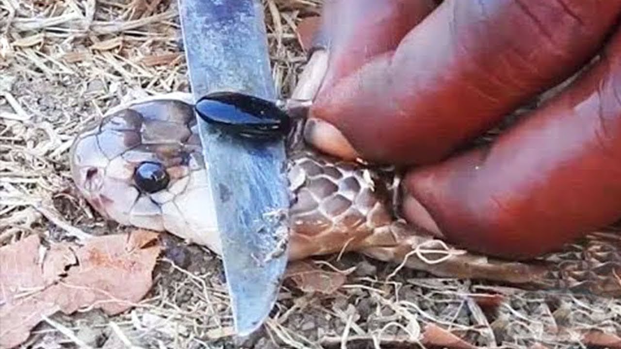 هذا هو حجر جوهرة الأفعى.. الذي يستخدم في أعمال السحر وتسخير الجن !!