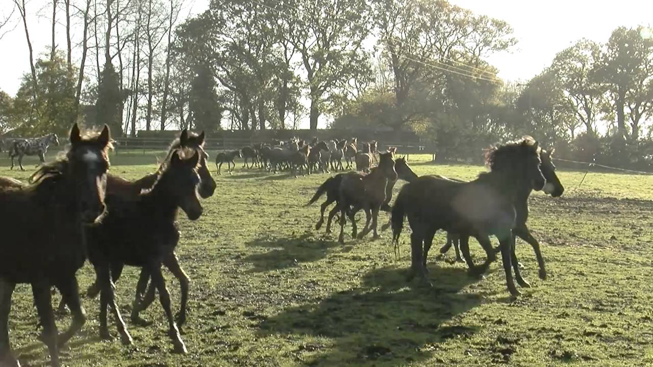 63 horses rescued from the brink, see two thriving in new homes