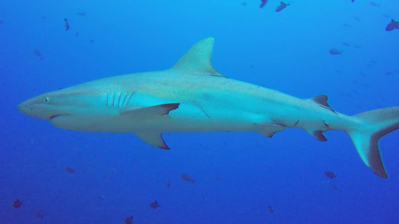 Scuba Diving Palau