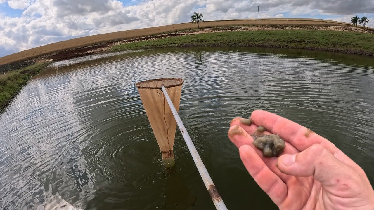 Esse é o alimento das larvas de peixe