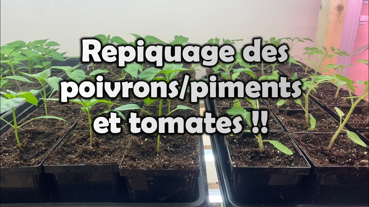 Québec | REPIQUAGE | TOMATES/POIVRONS/PIMENTS | Mes MEILLEURS conseils, SIMPLE et ÉFFICACE !!!!