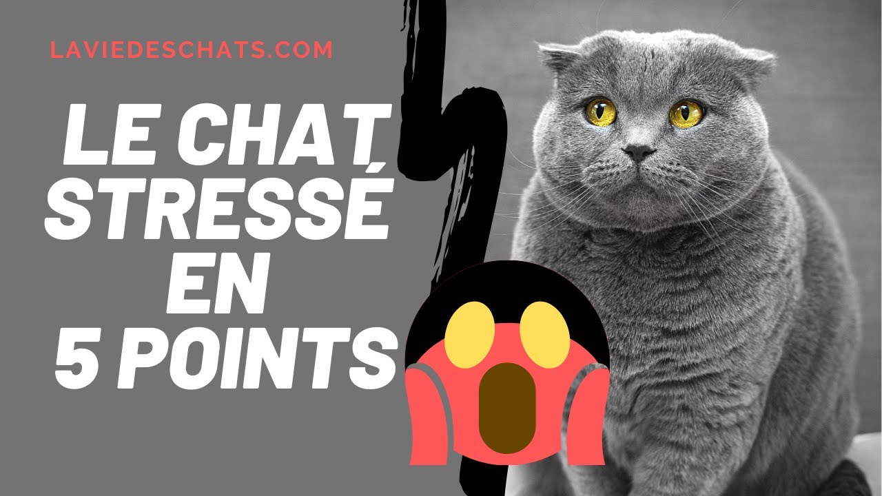 Le stress de votre chat en 5 points 🙀