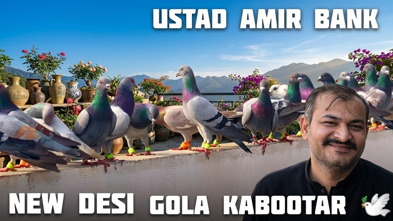 Ustad amir Bank Gola Kabootar 🕊️ | Dil Choo Lene Wali Udaan | karachi Kabootarbaazi 2026 | 🐦pigeon