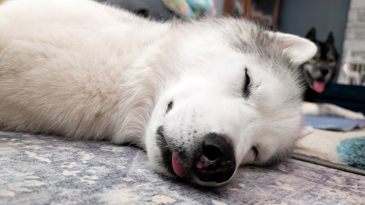 My Husky Was Running In Her Sleep! 💤 Cute Dream Running