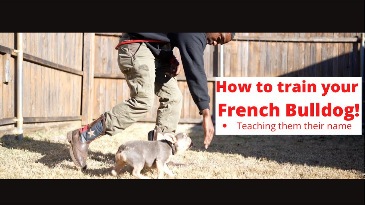How to train your frenchie / frenchbulldog?!! Teach your frenchie it's name!!!