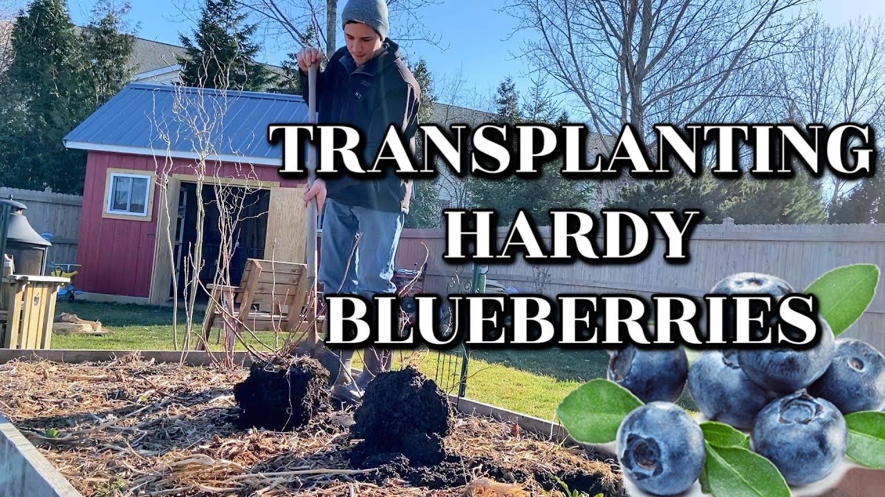 When To Transplant Hardy Blueberries | Wisconsin Gardening