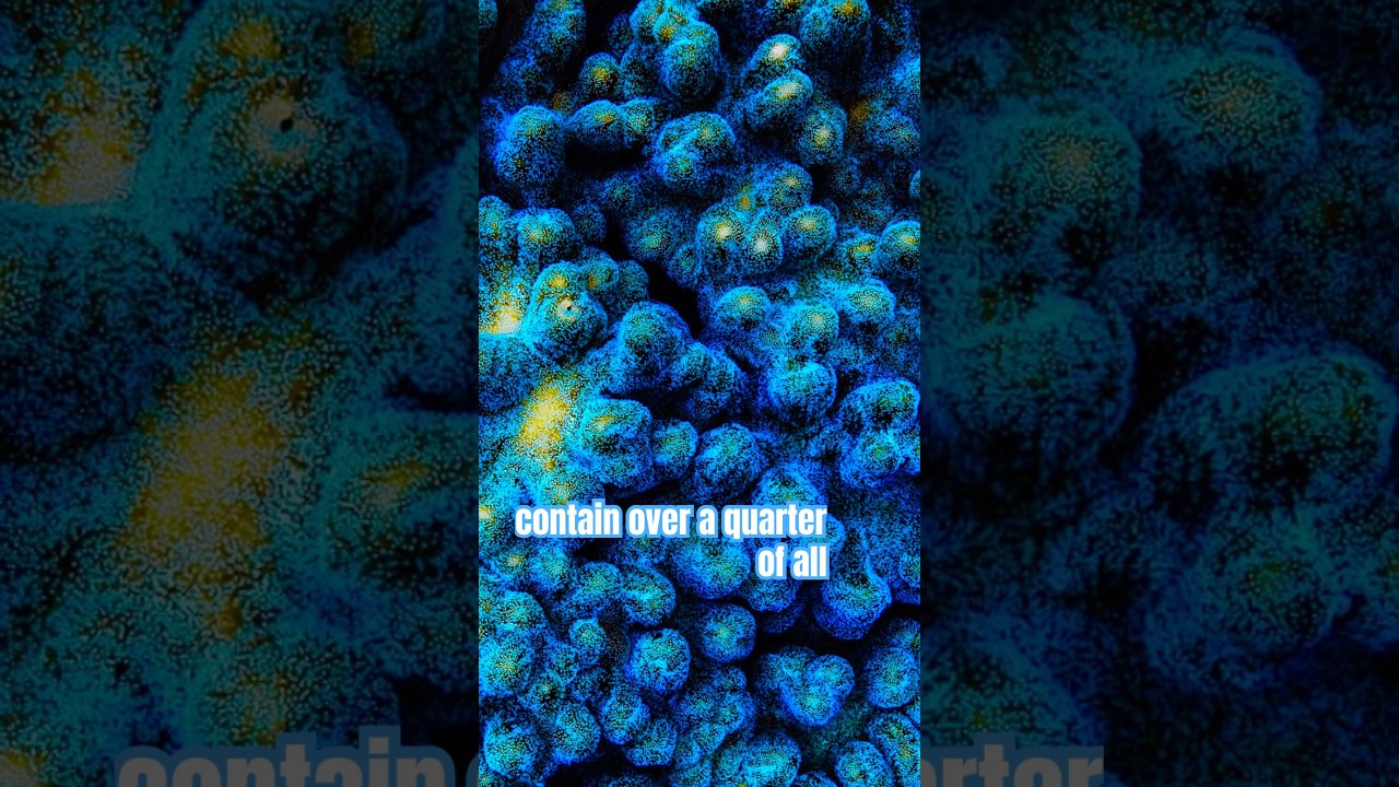 Indonesia&rsquo;s Amazing Coral Reefs 🪸