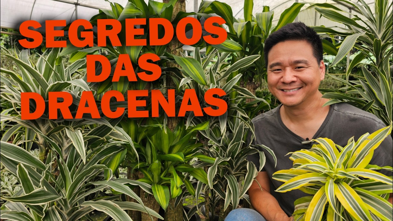 Dracenas - Segredos de cultivo.