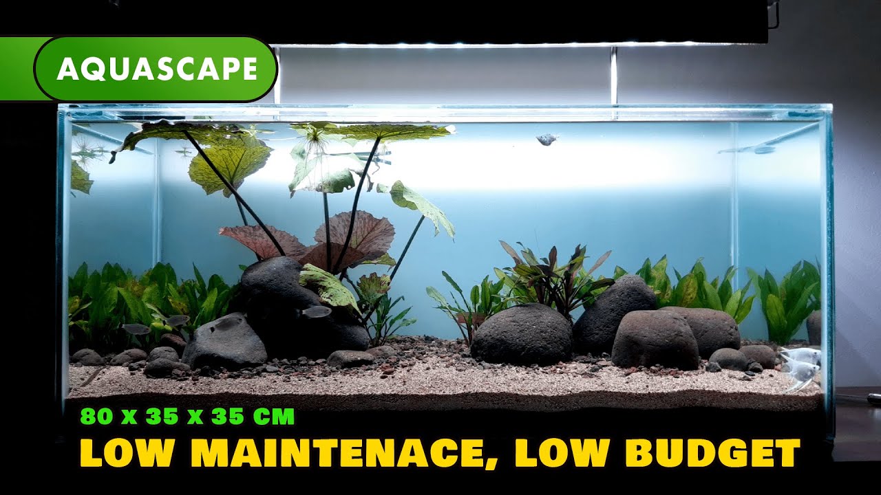Cara membuat Aquascape tema sungai batu kali tanaman low co2 ukuran 80 cm | River stone aquascape