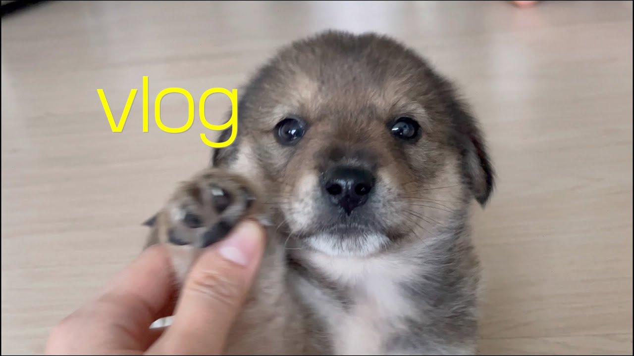 vlog 일상 브이로그 | 역시 강아지는 시골 댕댕이 시고르자브종이지 🐶세상에서 제일 귀여운 시고르자브종 새끼(강아지 분양받았어요!) | 강아지 일상 브이로그 | 댕댕이 브이로그