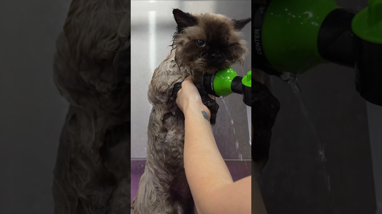 Using a diffuser on a curly haired cat 😂