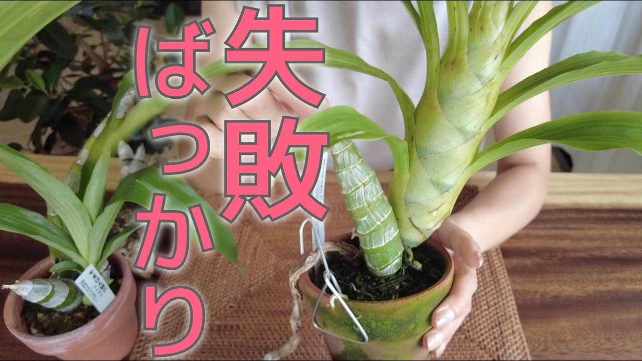 【新しい発見しちゃったかも】タケノコ蘭の夏2023