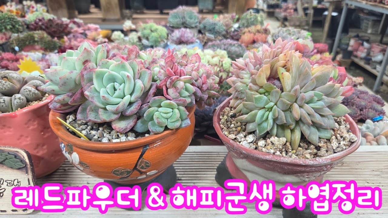 레드파우더, 해피군생 하엽정히