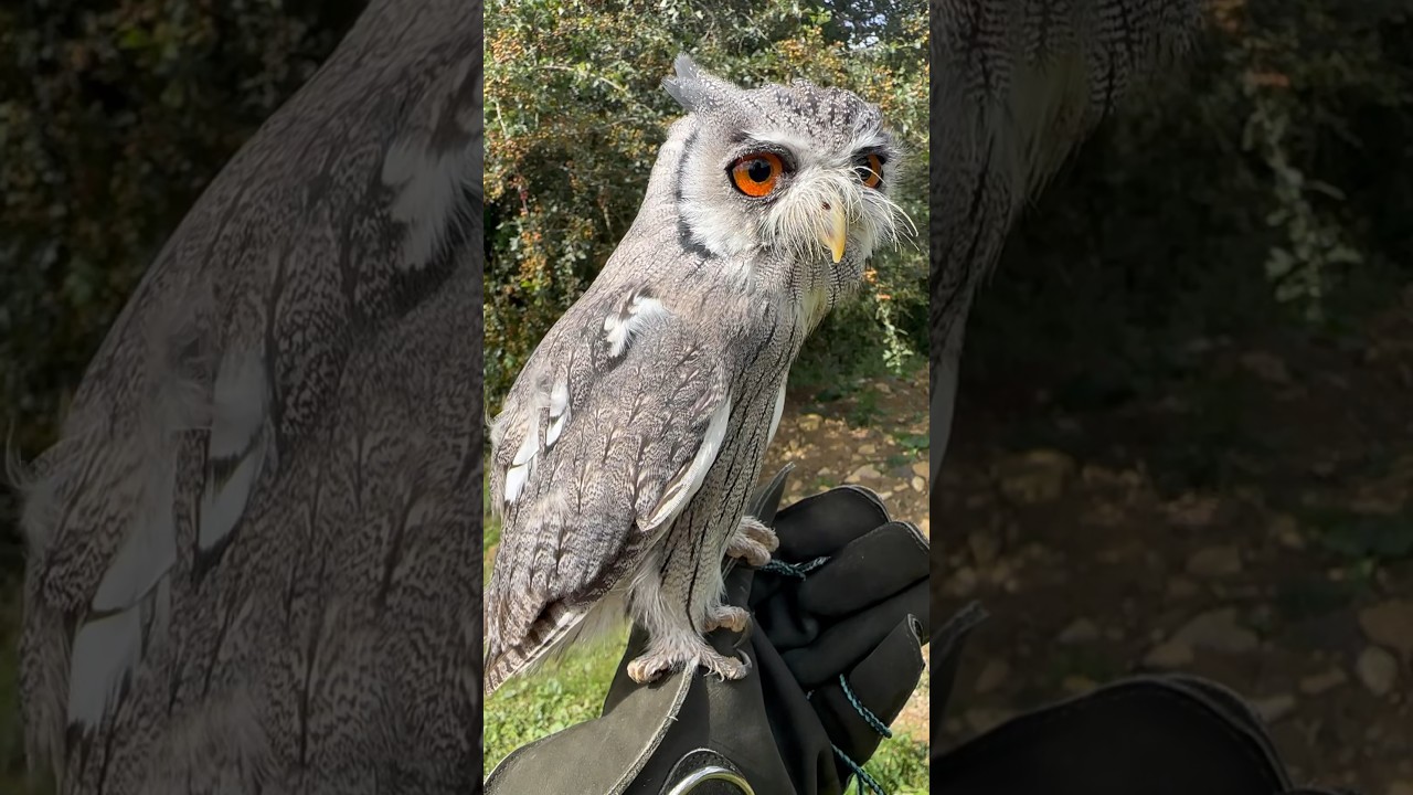 Chatty Small Owl! #shorts