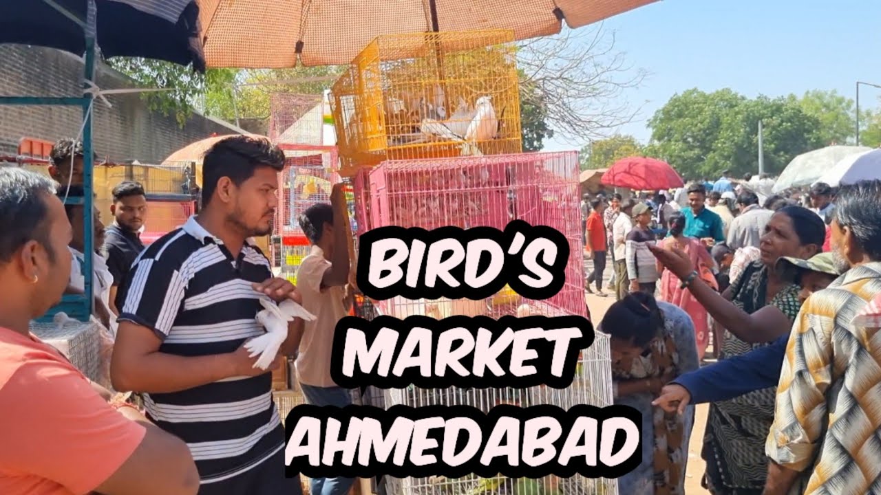 SUNDAY BIRD'S MARKET AHMEDABAD || RAVIVAR BAJAR AHMEDABAD || 6 April 2025