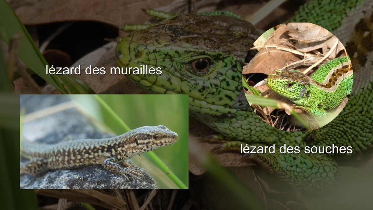 LES LEZARDS . THE AWAKENING OF THE LIZARDS-LE REVEIL DES LEZARDS
