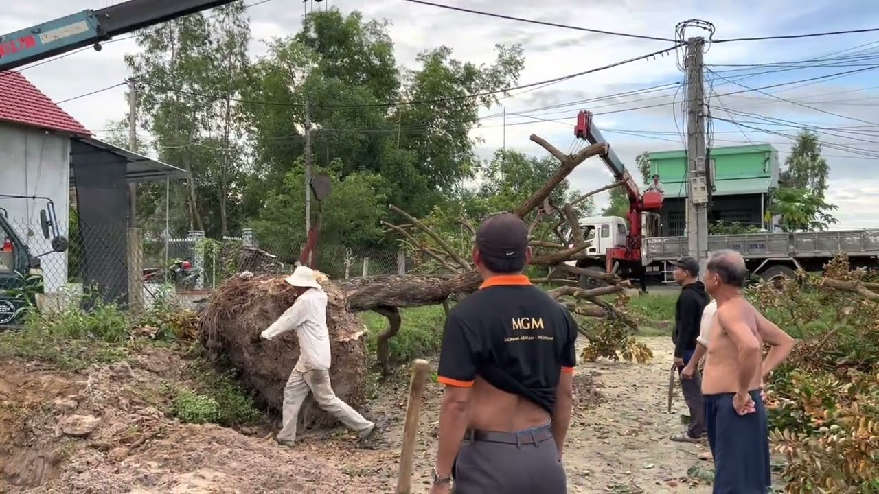 Đào cây vú sữa 60 tuổi dùng 3 xe Cẩu