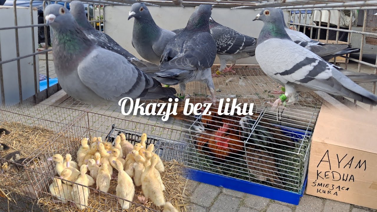 Giełda Zwierząt Lublin 14.06 2025 gołębie, króliki, kury i ciekawostka śmiejąca się kura 🐔