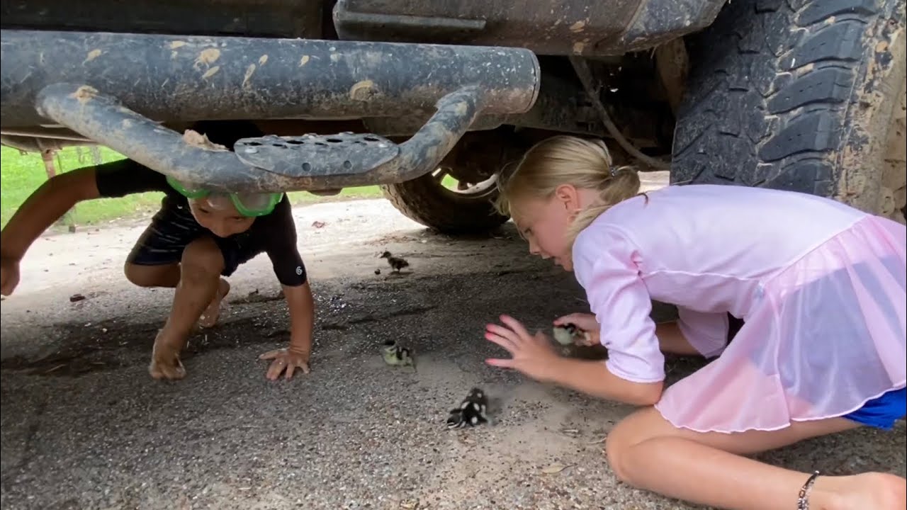 Rescuing whistling duck babies
