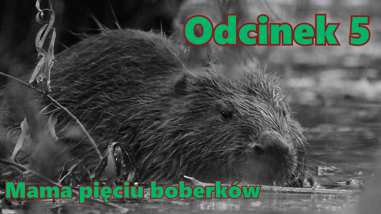 Mama pięciu boberków.