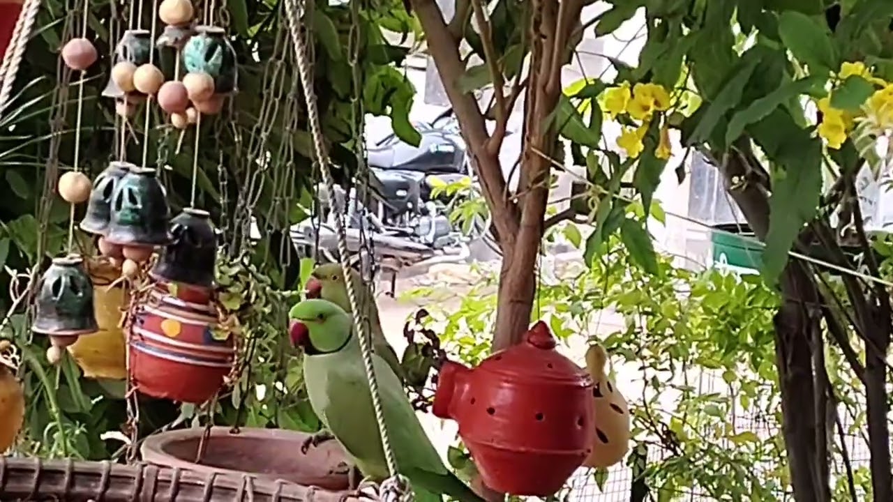 🌻