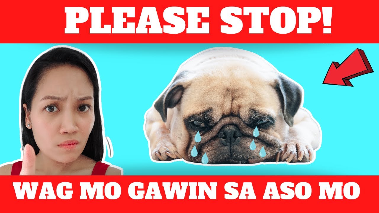 10 THINGS YOU MUST NEVER DO TO YOUR DOGS | WAG NA WAG MONG GAGAWIN ITO SA ASO MO | MUNTING KENNEL