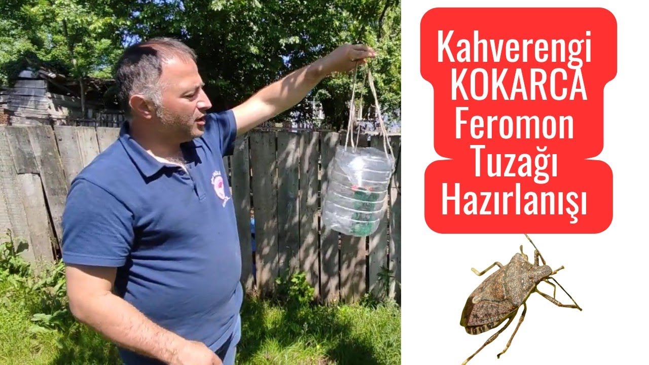 Kahverengi KOKARCA Feromon Tuzağı Nasıl Hazırlanır? ‼️