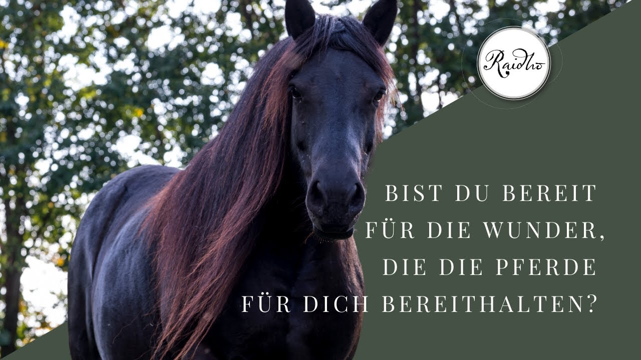 Bist du bereit für die Wunder, die die Pferde für dich bereithalten?
