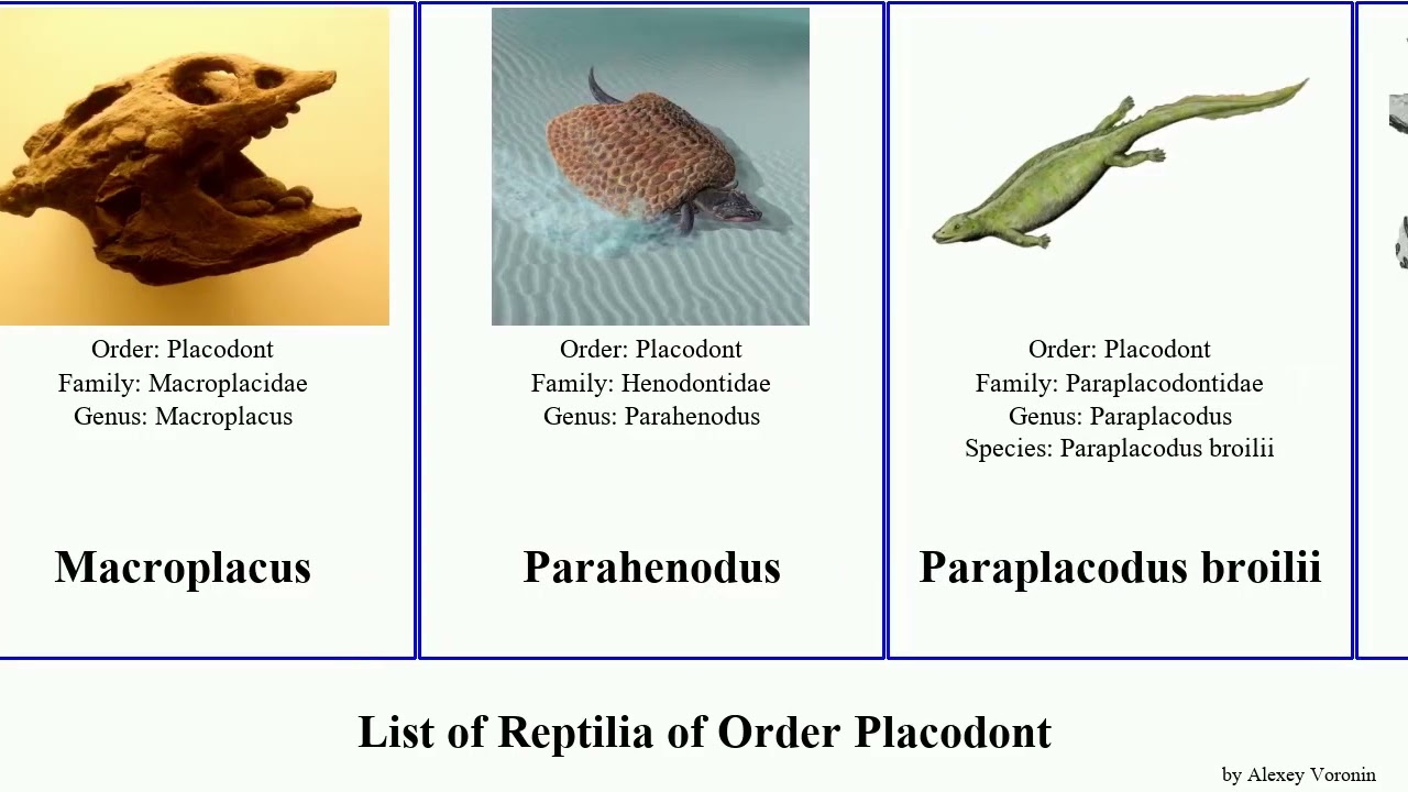 List of Reptilia of Order Placodont gigas Placodus Cyamodus Thought Protenodontosaurus dalsassoi