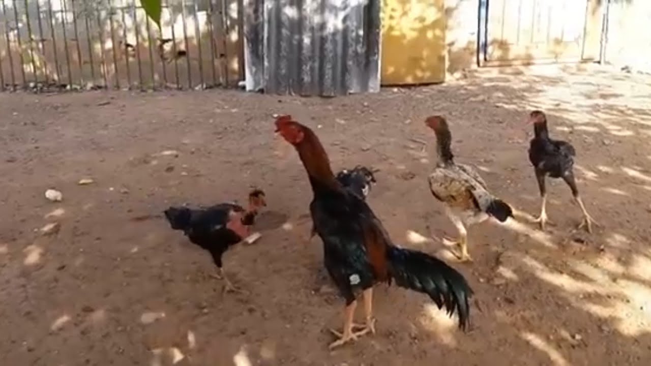 Galos de Raça Vendendo um Pouco da Criação