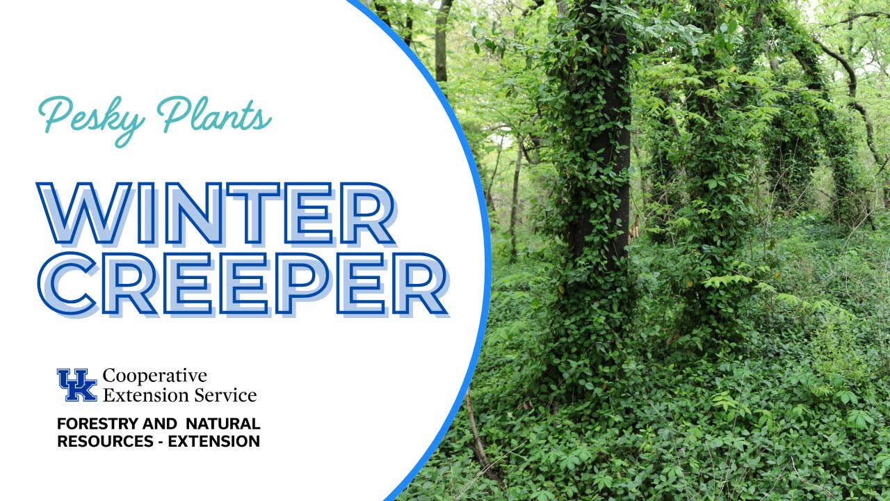 Pesky Plants: Wintercreeper