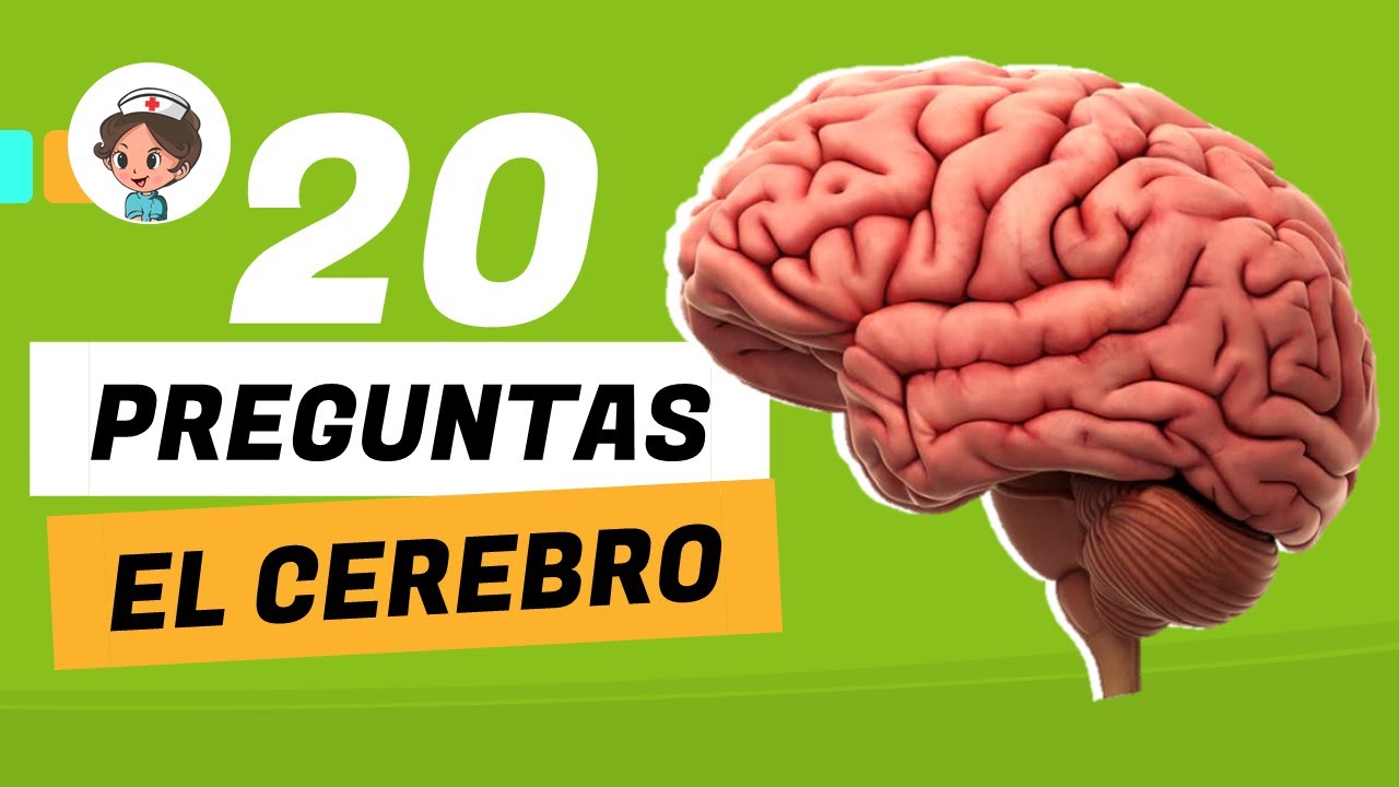 EL CEREBRO ⭐ Preguntas y respuestas