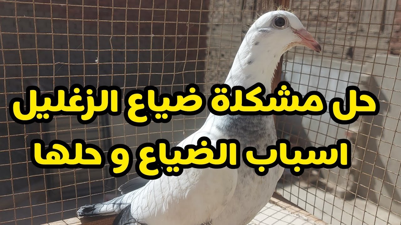 حل مشكلة ضياع الزغليل اسباب الضياع و حلها #الظاهر_لوفت #الحمام_الزاجل #ملوك_غوايه_الحمام #عشق_الزاجل