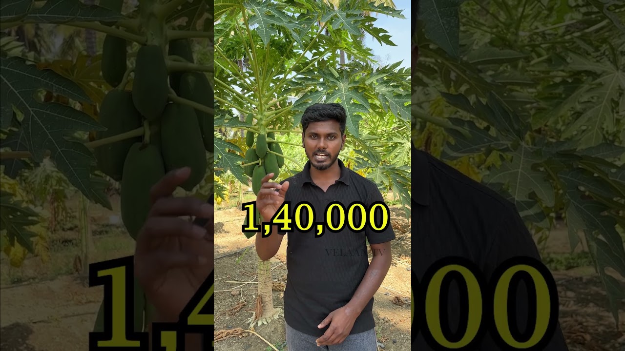 Papaya farming #shorts #agriculture #farming #velaantv #papaya #papayatree #tamilnadu