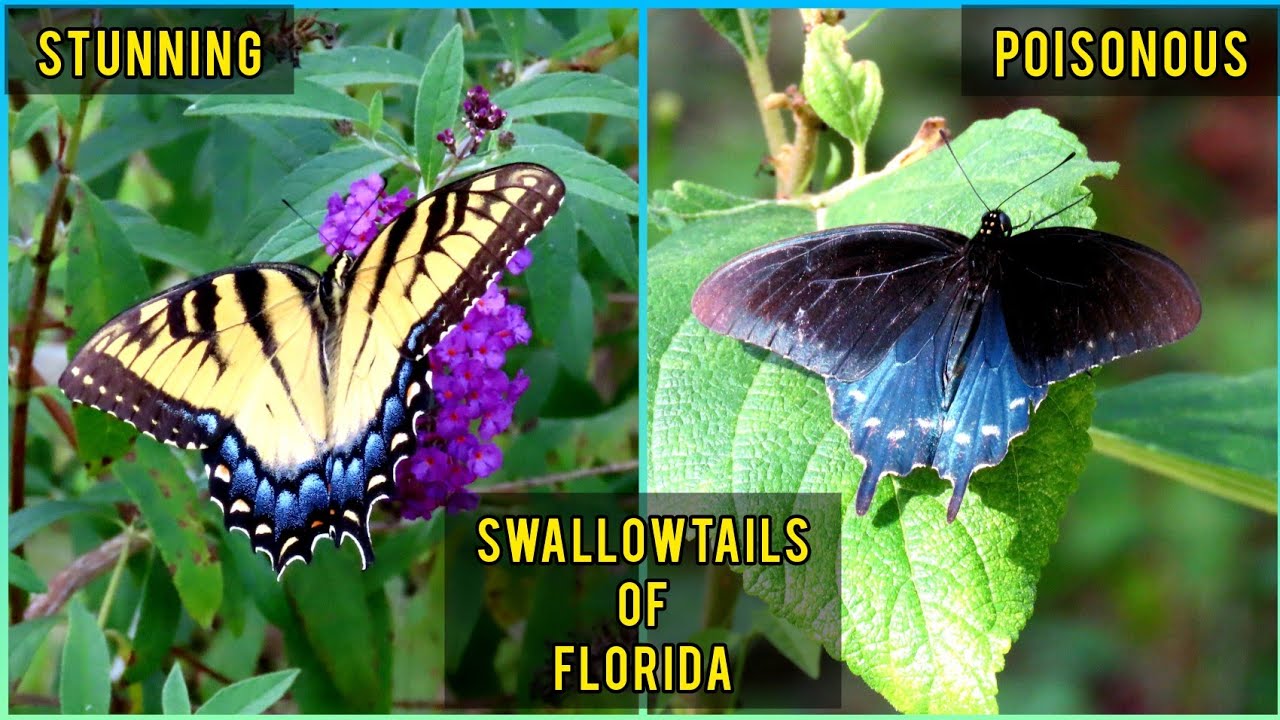 All 8 Swallowtail species of Central Florida! (Family Papilionidae)