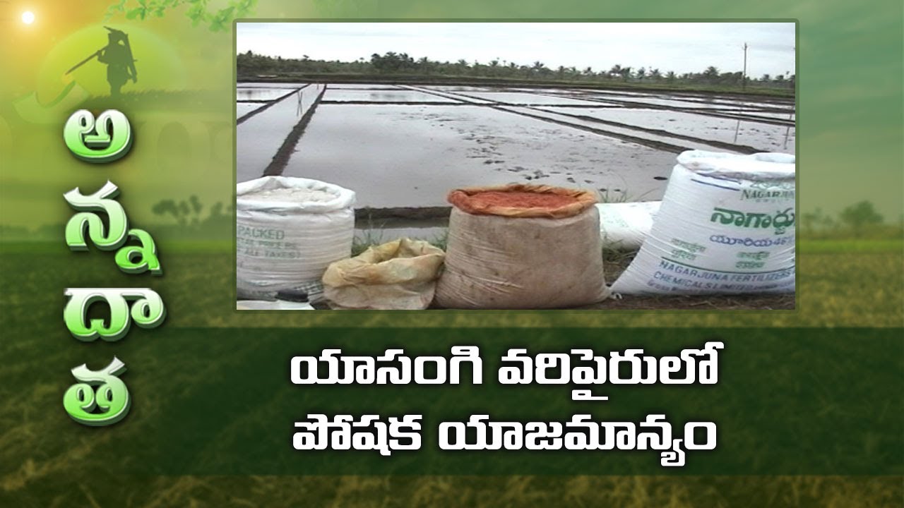 Fertiliser Management in Rabi Paddy – Telangana