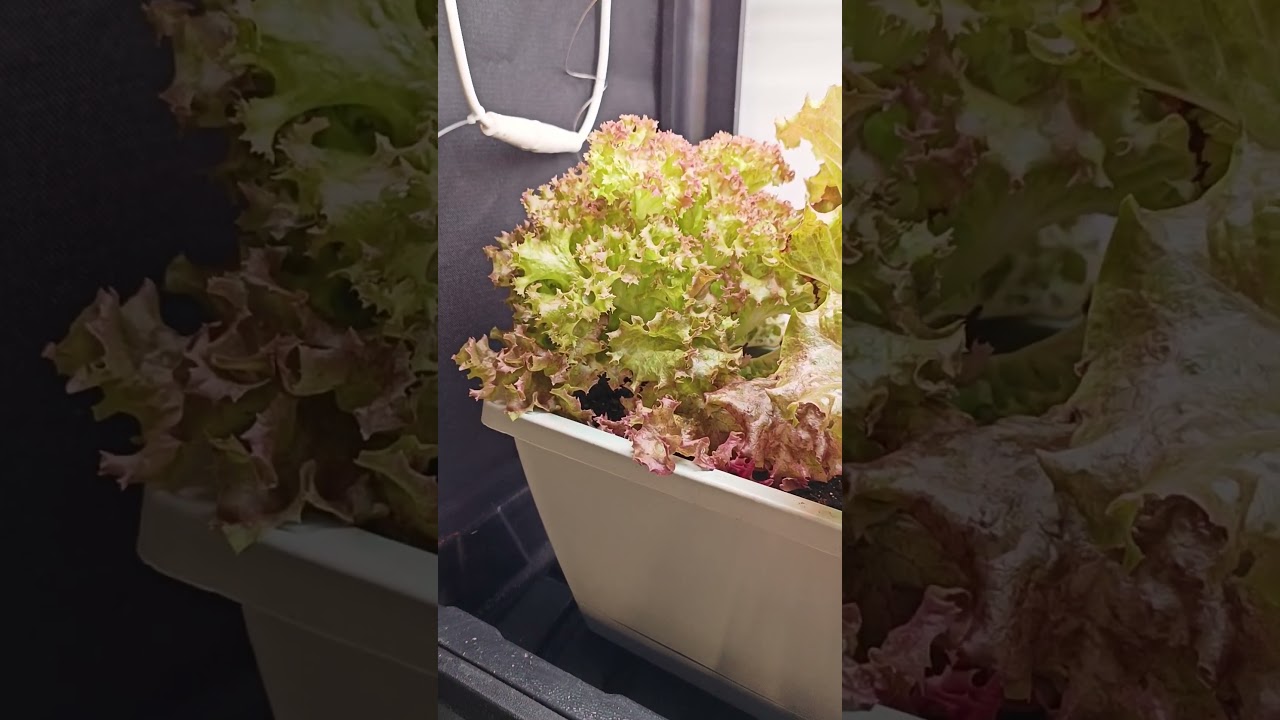 Grow lettuce at home with Marshydro VG80 #indoorgrowing #marshydro #shorts