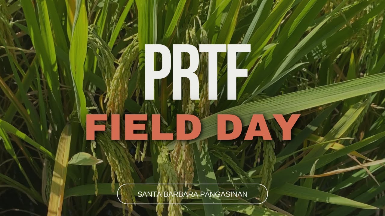 PROVINCIAL RICE TECHNOLOGY FORUM / HYBRID RICE