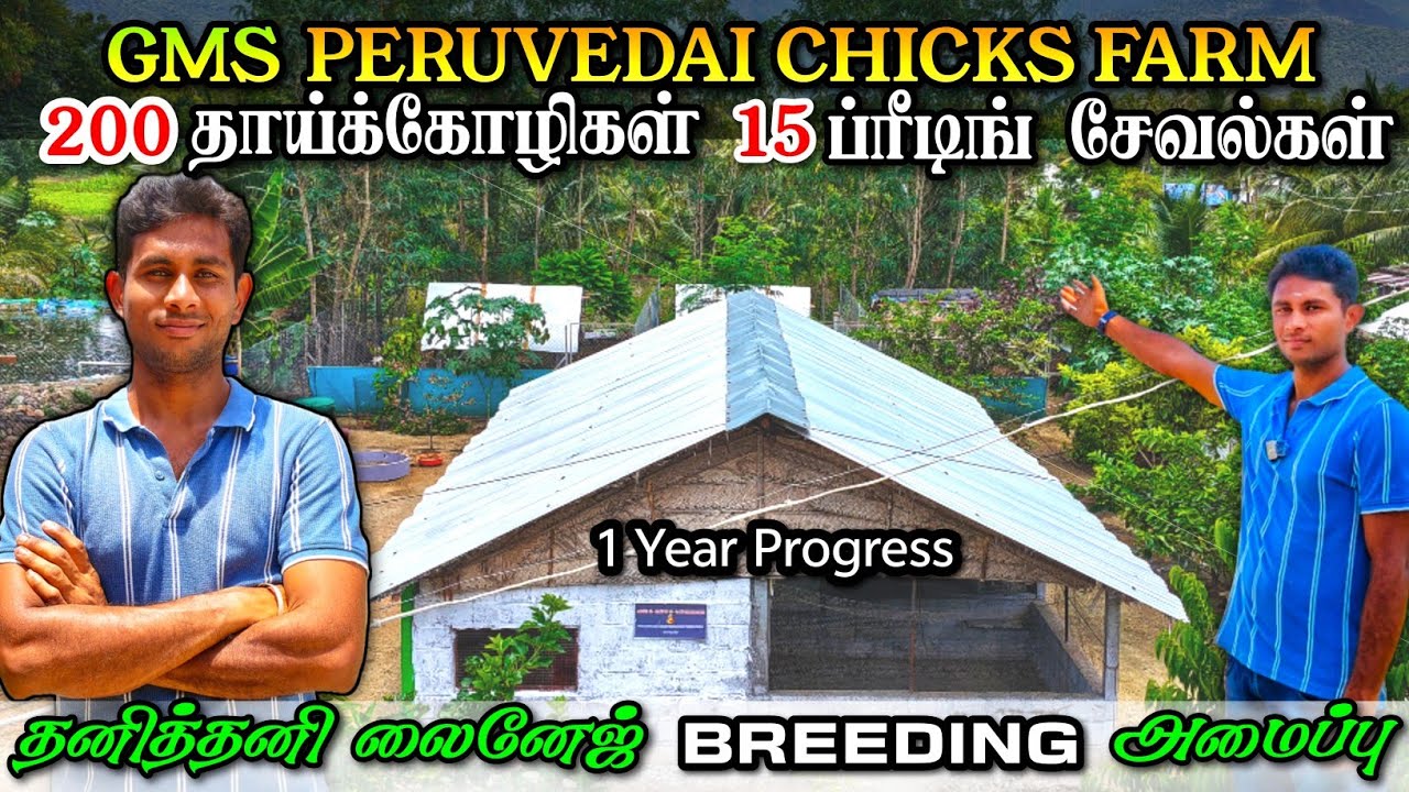 200 தாய்கோழி, 15 சேவல்களுடன் கூடிய பண்ணை | லைனேஜ் குஞ்சுகள் விற்பனை | ₹500லிருந்து குஞ்சுகள் விற்பனை