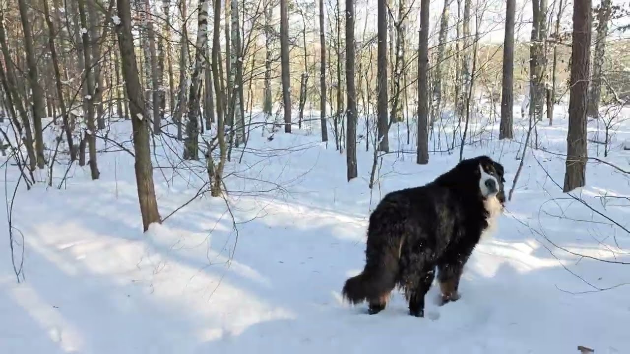 Walking Through a Silent Winter Forest ❄️ 4K Snow Walk with a Dog (ASMR)