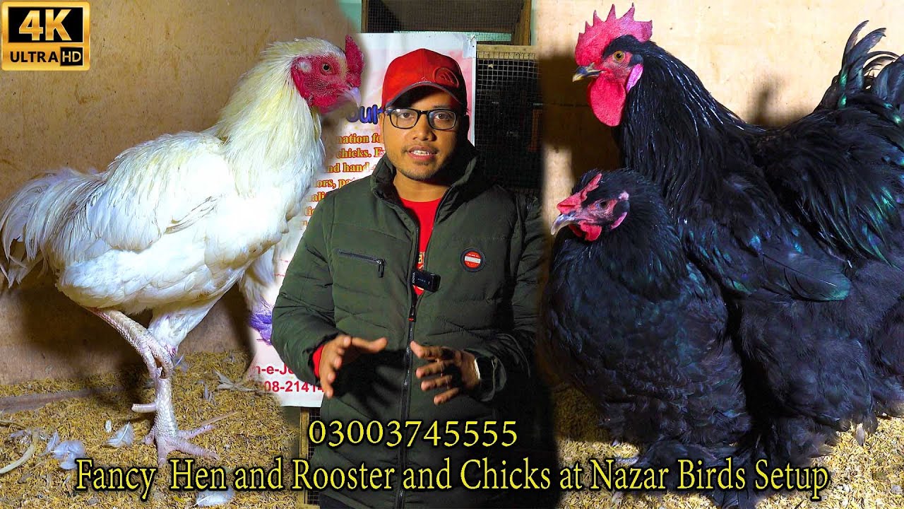 Lohmann Brown Hen and Fancy  Hen and Rooster and Chicks at Nazar Birds Setup Feb 2024 Karachi