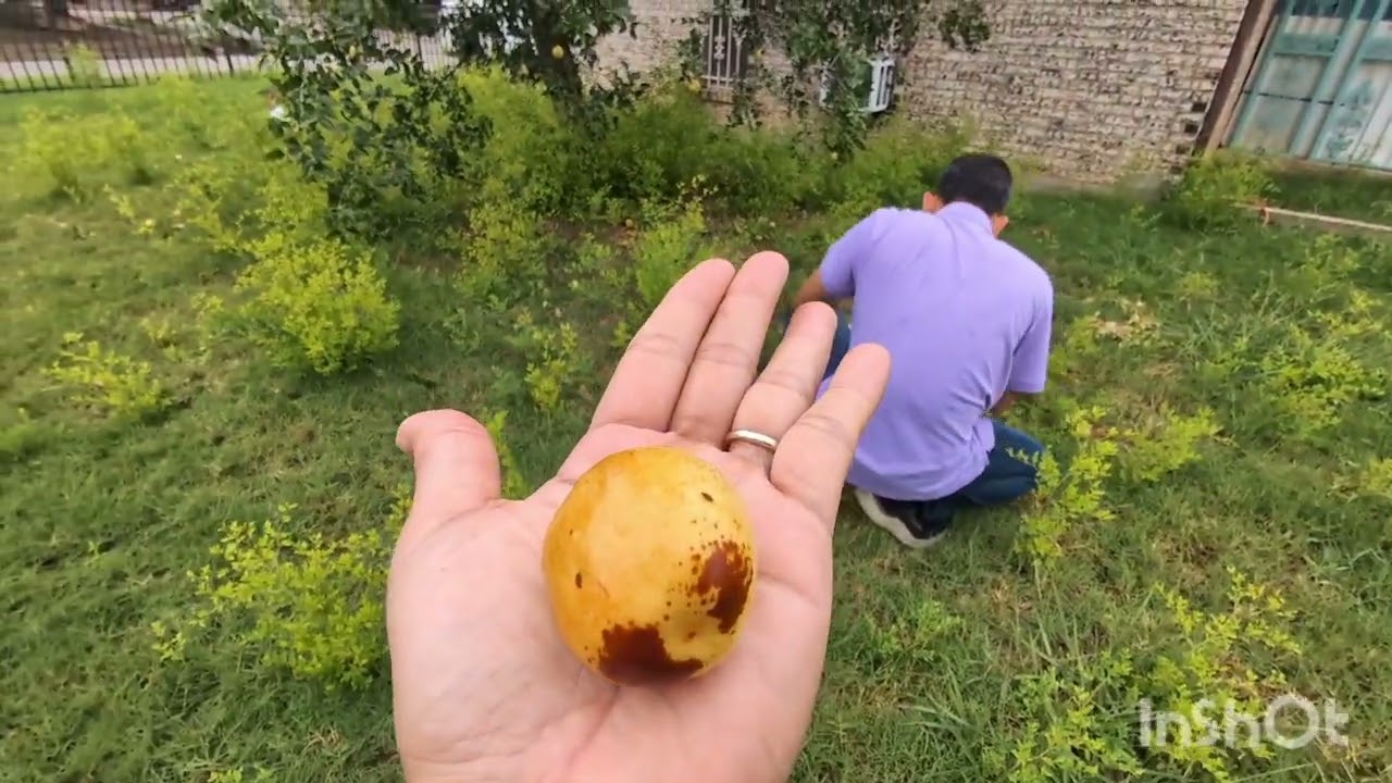 Sang nhà ba mẹ vợ hái táo tàu buổi sáng 