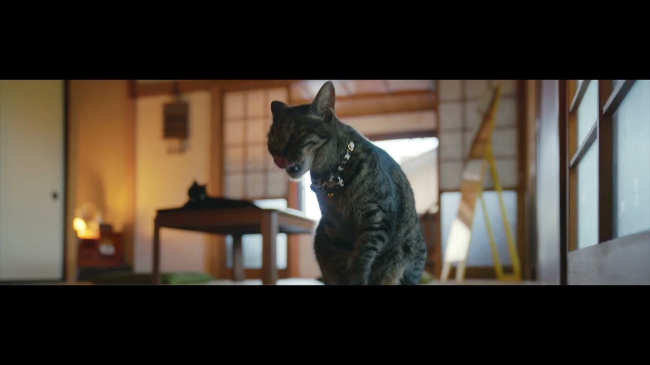 「猫に会える町」仙台・田代島_ダイジェスト版