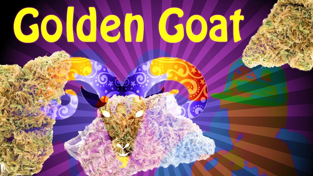 Golden Goat Strain Review | Strain Wise