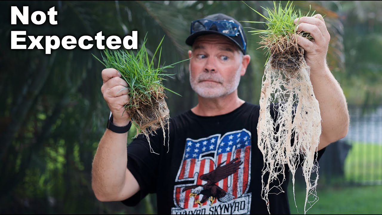 Root Growth Testing - Zoysia Plugs in Pots
