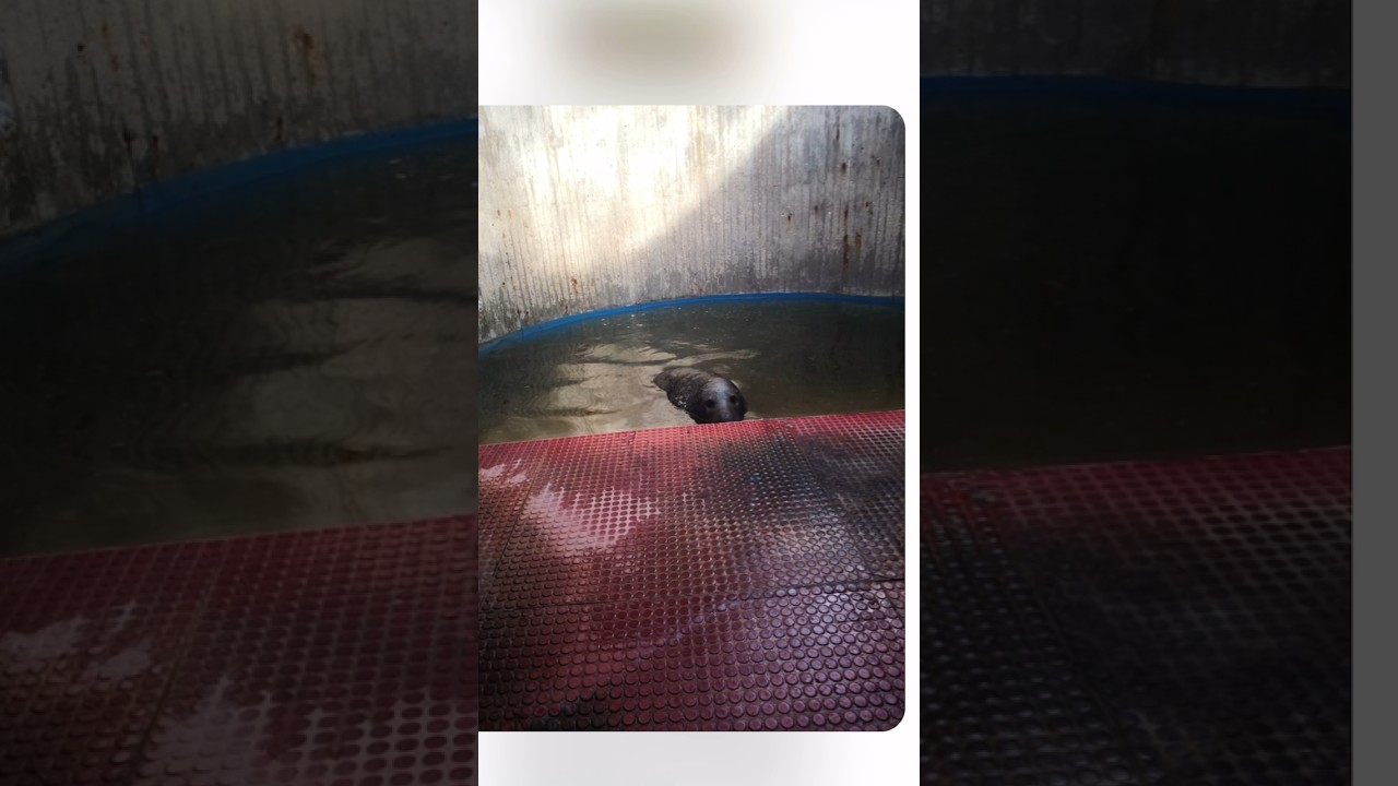 Sigueme! Comparte! Que lo vea todo el 🌍 Extrabajador del Zoo me ense&ntilde;&oacute; esto🤬! #delfines #animales