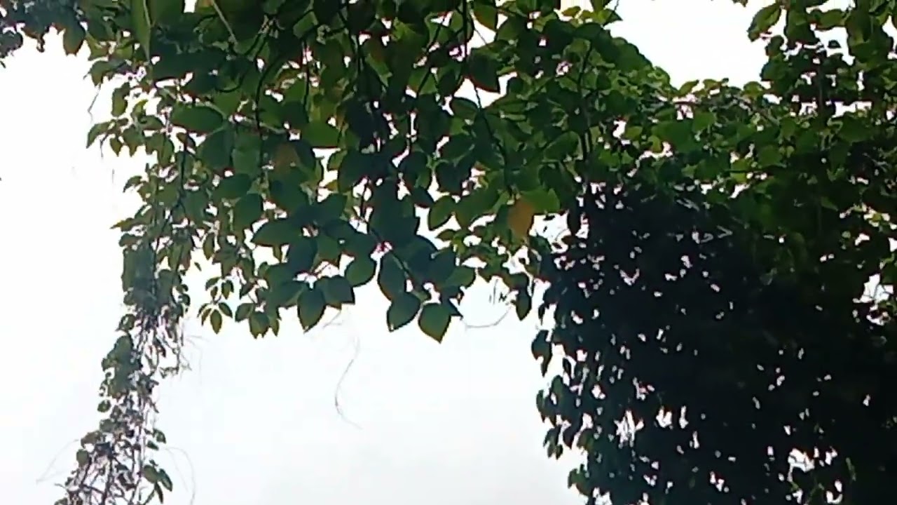 bird trap kulasisi o Philippines hanging pot tatlo hili natin mga ka idul