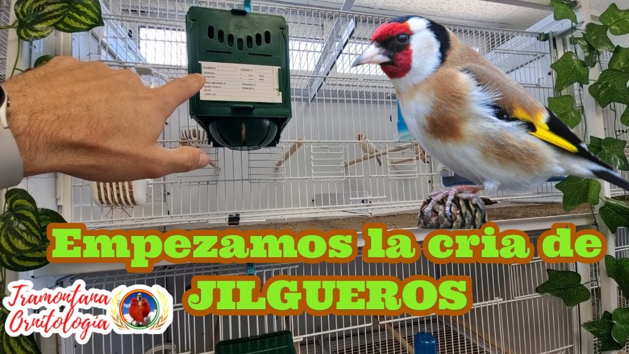 Empezamos con la cria de Jilgueros 🐣🐣🇪🇸🇪🇸🤔.