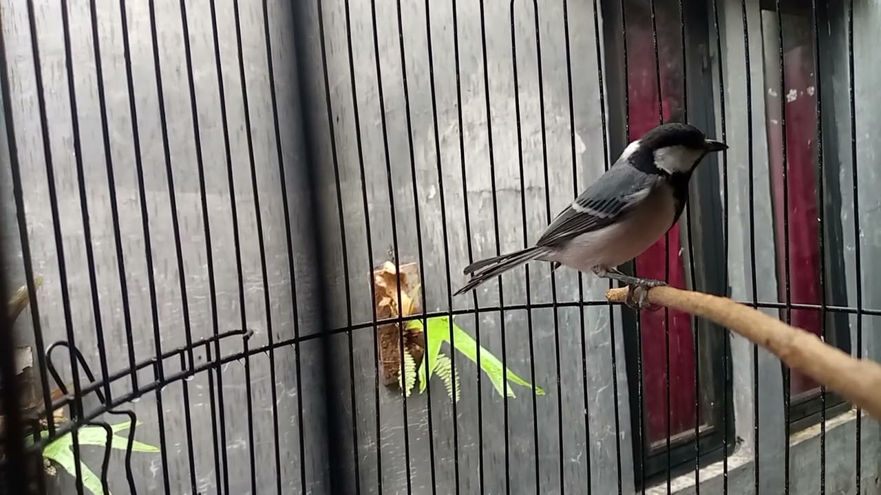 Pancingan burung gelatik batu biar mau bunyi #burung #kicaumania #birds #gelatikbatugacor