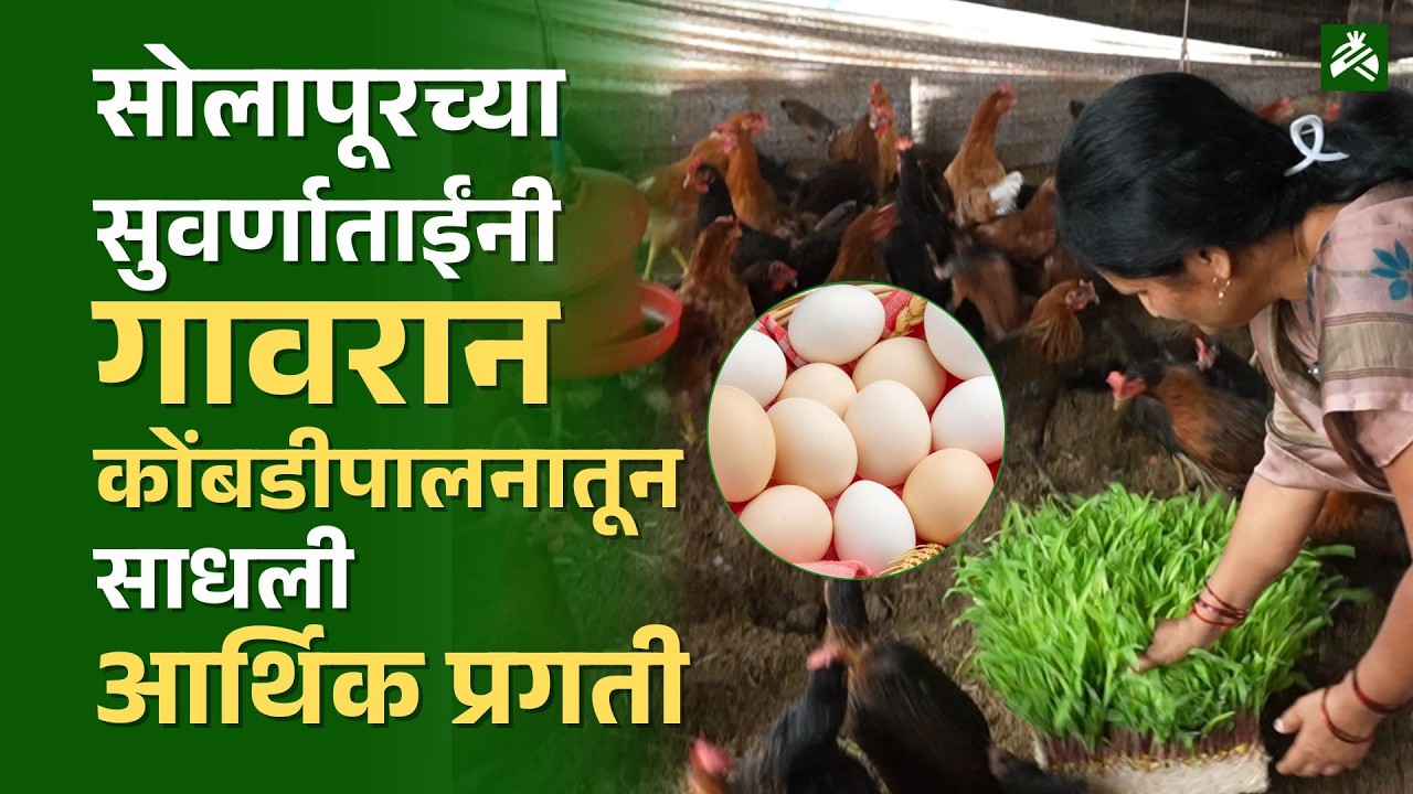सोलापूरच्या सुवर्णाताईनी गावरान कोंबडीपालनातून साधली आर्थिक प्रगती | Gavran Kombadi Palan in Marathi